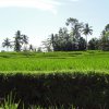 Bali-Landschaft (6)